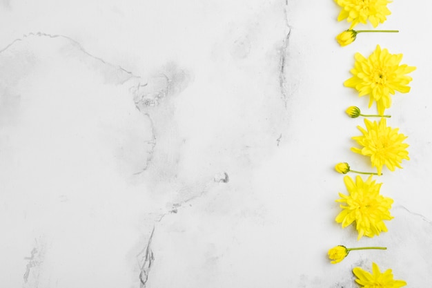 Flat lay of spring daisies with marble background