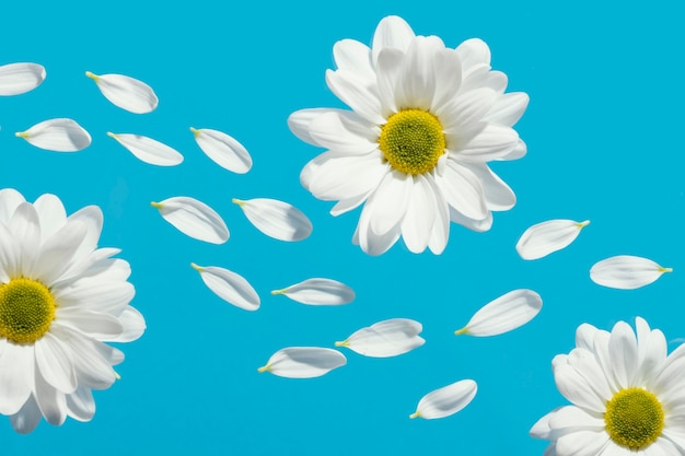 Flat lay of spring daisies with petals
