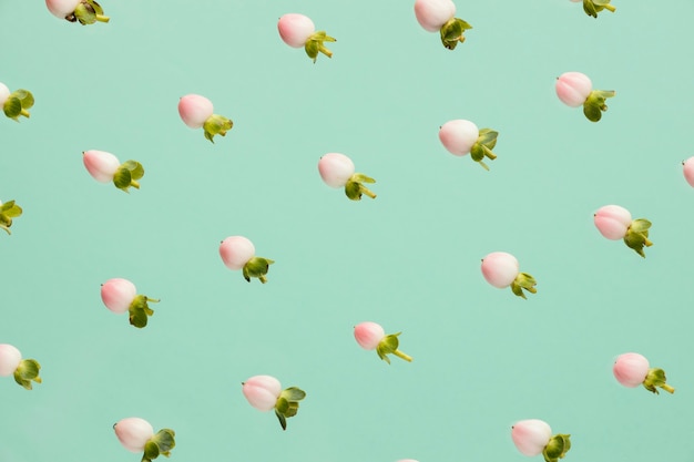 Flat lay of spring flower buds