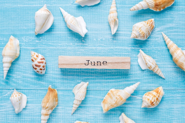 Flat lay summer composition with sea shells