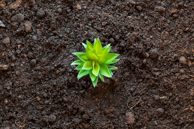 Flat lay tiny plant in the ground