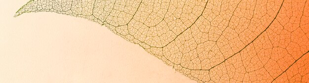Free Photo flat lay of translucent leaf texture