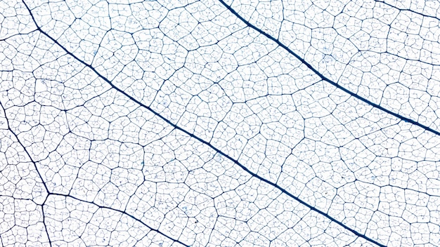 Free Photo flat lay of translucent leaf texture