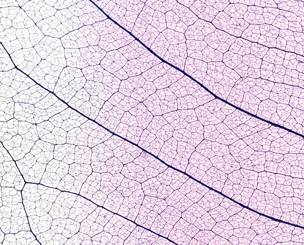 Free Photo flat lay of translucent leaves texture