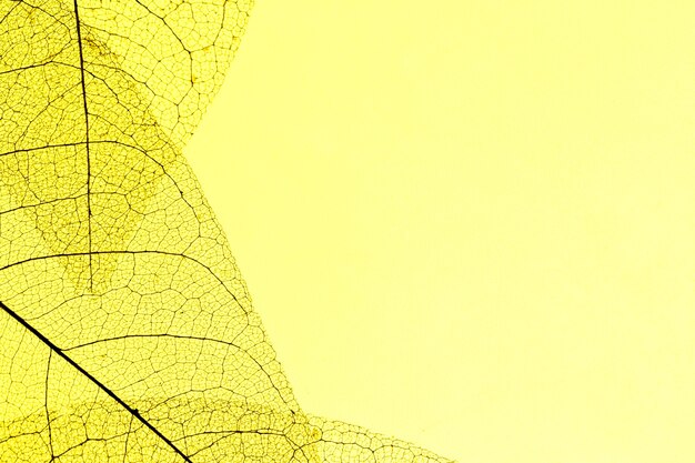 Free photo flat lay of translucent leaves with copy space