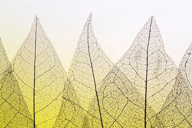 Free photo flat lay of translucent leaves