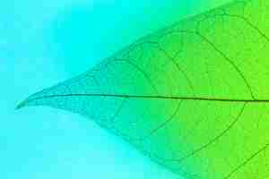 Free photo flat lay of transparent leaf lamina