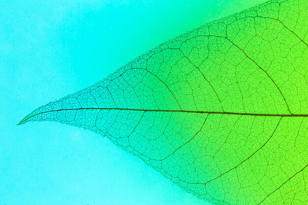 Flat lay of transparent leaf lamina
