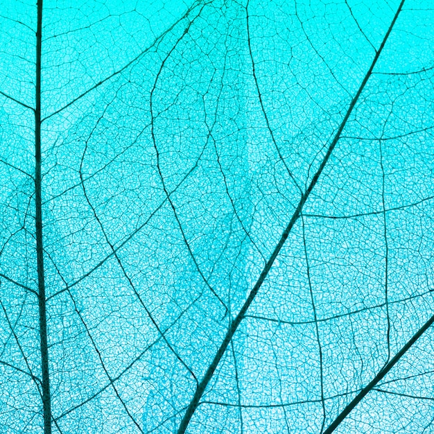 Flat lay of transparent leaf texture