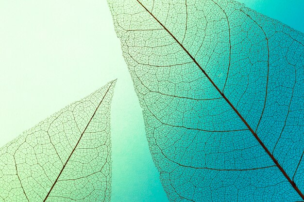 Flat lay of transparent leaves lamina