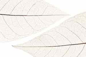 Free photo flat lay of transparent leaves texture
