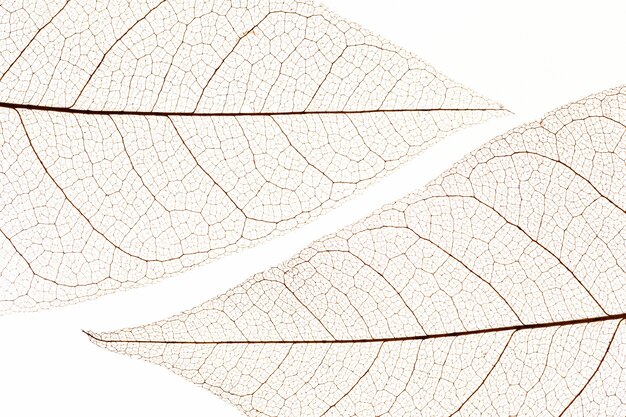 Flat lay of transparent leaves texture