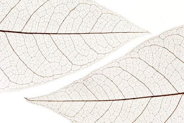 Плоская планировка прозрачной текстуры листьев