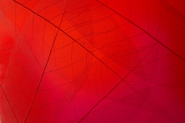 Flat lay transparent leaves with red light