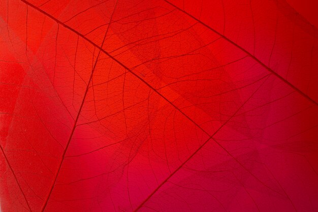 Flat lay transparent leaves with red light
