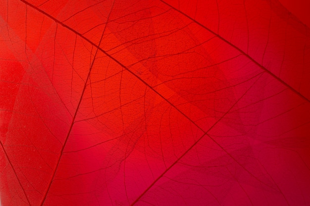 붉은 빛이 있는 편평한 투명 잎