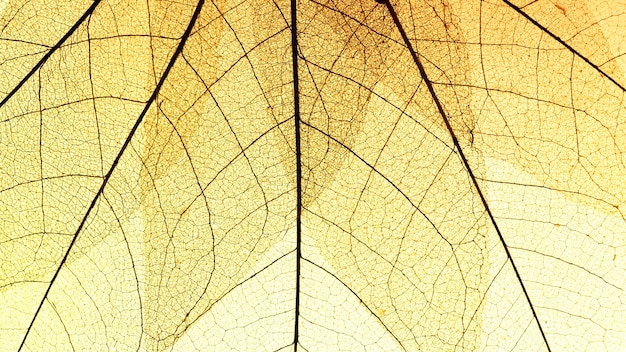 Foto gratuita lay piatto di foglie trasparenti