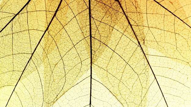 Flat lay of transparent leaves