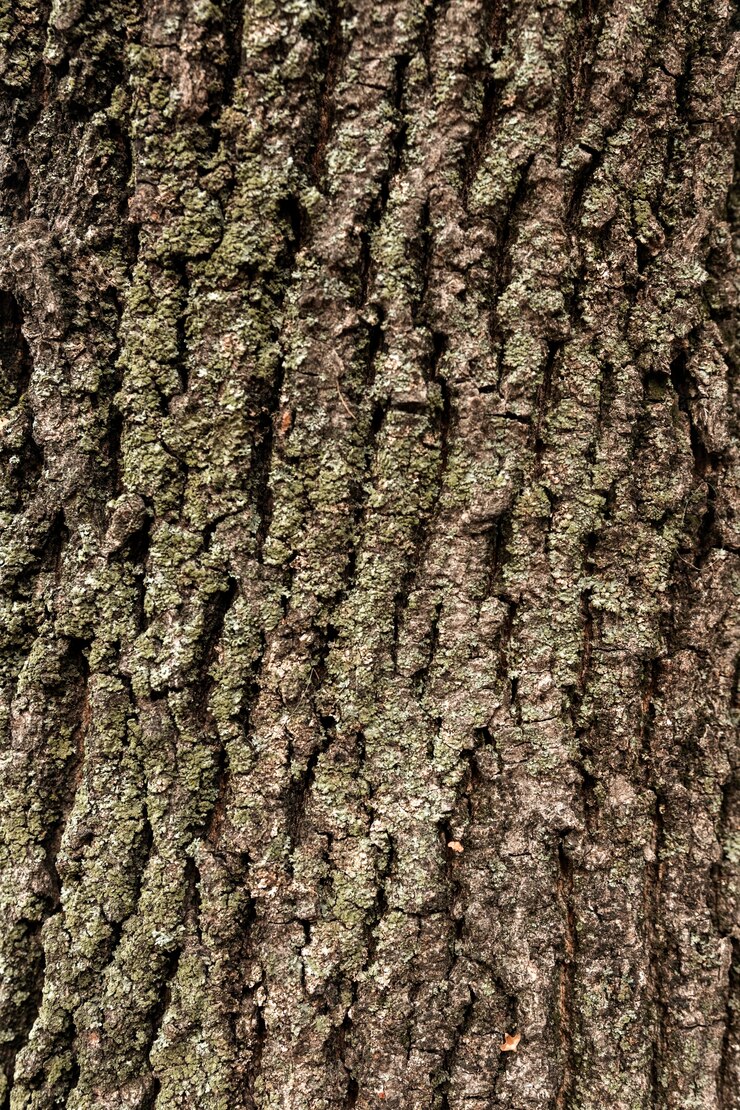 Free Photo flat lay of tree bark