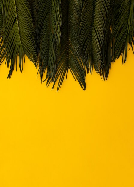 Flat lay tropical green palm leaves on yellowcopy space background. Minimal nature summer concept