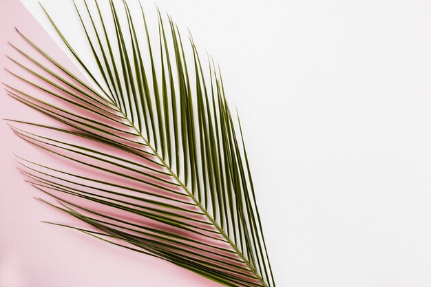 Flat lay of tropical leaves with copyspace