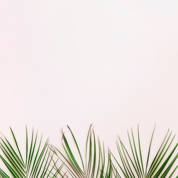 Flat lay of tropical leaves with copyspace