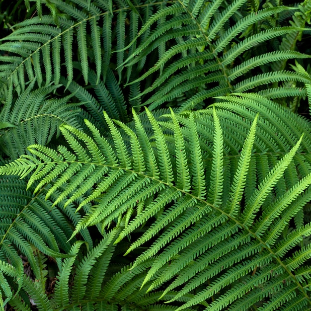 Flat lay of tropical leaves