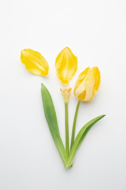 Flat lay tulip flowers