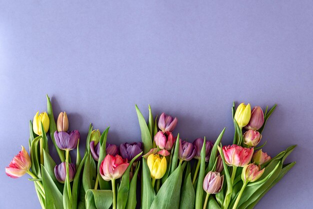 Flat lay tulips on a colored background