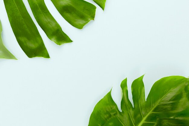 Flat lay of two monstera leaves with copy space