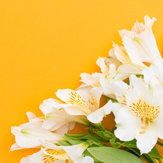 Free photo flat lay white alstroemerias with copy-space