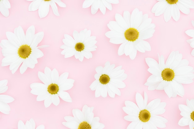 Free Photo flat lay white daisies on pink background