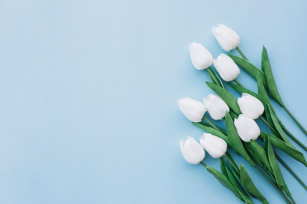 Flat lay of white tulips on blue background with copy space on the left