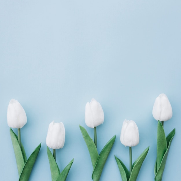 Free photo flat lay of white tulips on blue background with copy space