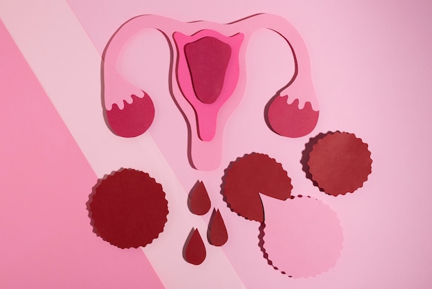 Flat lay women reproductive system