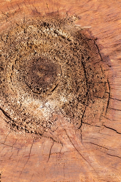 Foto gratuita lay piatto di texture di legno