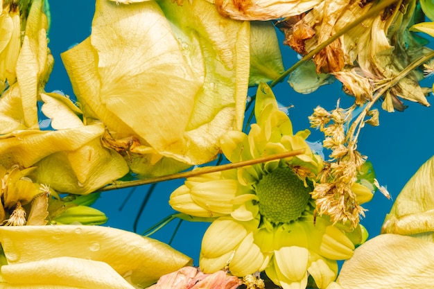 Flat lay yellow flowers and petals in water close-up
