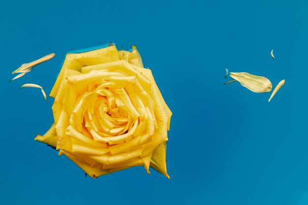 コピースペースが付いている水でフラットレイアウト黄色いバラ