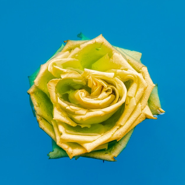 Flat Lay Yellow Rose In Water