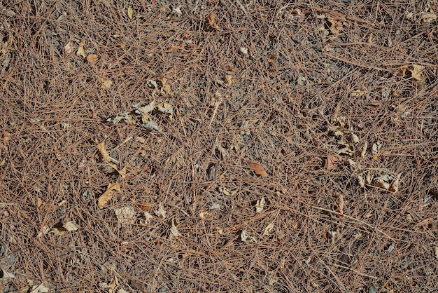 Flat layout dry grass needles and leaves drought in the forests danger of fire Screensaver or banner for highlighting environmental issues due to climate change