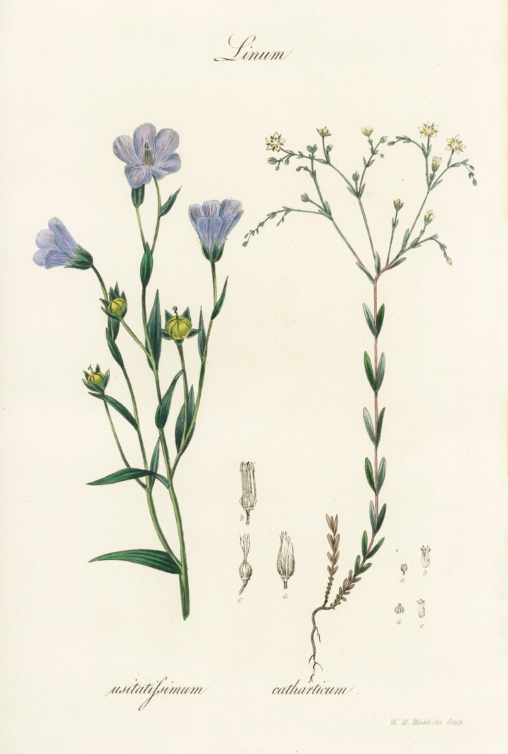 Free Photo flax (linum) illustration from medical botany (1836) 