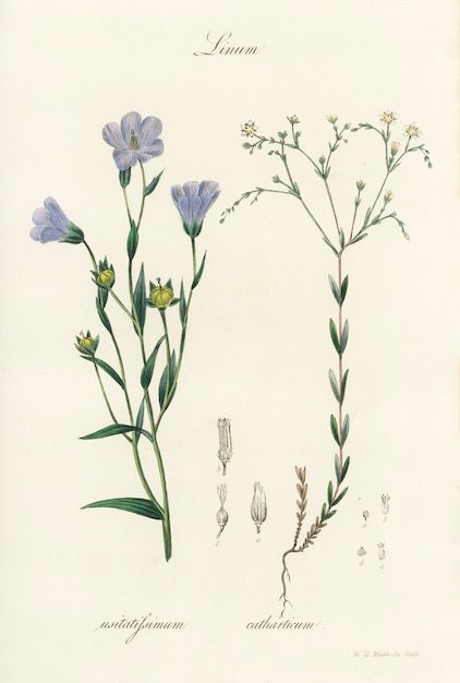 Flax (Linum) illustration from Medical Botany (1836) 