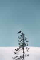 Free photo flight of black bird above tree