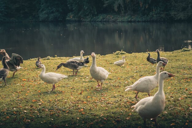 A flock of amazing ducks around a lake