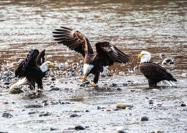 Foto gratuita stormo di aquile calve arroccato in riva al lago in un parco