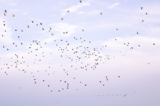 마이그레이션하는 동안 흐린 하늘을 날아 다니는 새들의 무리