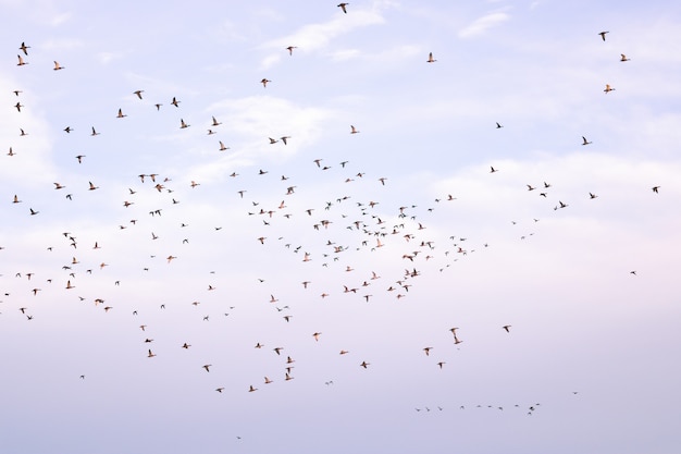 Flock of birds flying against a cloudy sky during migration