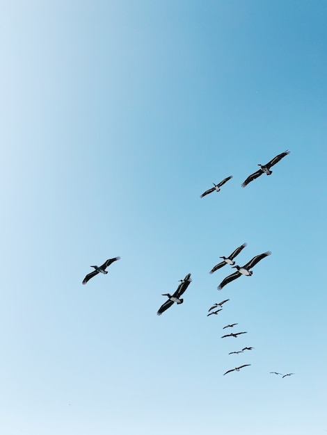 昼間に青空の下を飛んでいる鳥の群れ