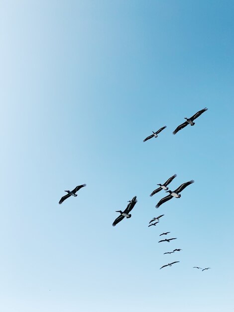 Стая птиц, летящих под голубым небом в дневное время