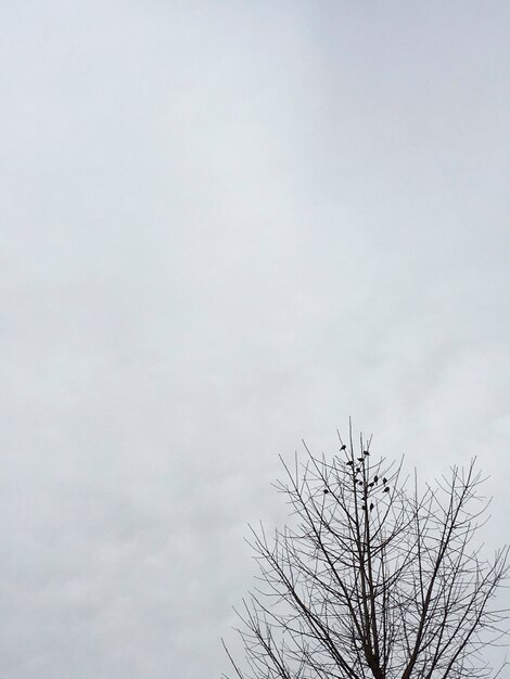 Flock of birds on tree tips with cloudy sky